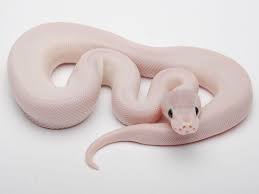 Ivory Mojave Phantom Morph List World Of Ball Pythons Pet Snake Baby Snakes Snake Lovers
