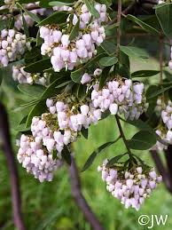 Image result for Manniophyton