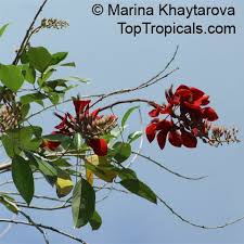 Image result for Erythrina fusca