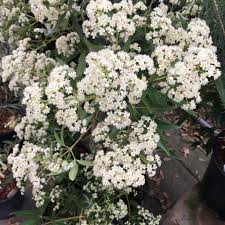 Image result for Ceratopetalum