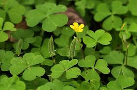 Bài thuốc chữa bệnh từ cây me đất hoa vàng