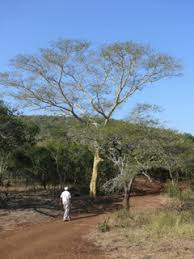 Image result for Acacia xanthophloea