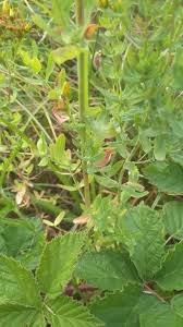 Image result for Hypericum scioanum