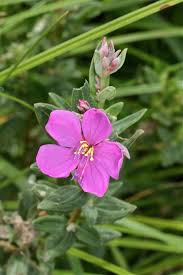 Image result for Heterotis canescens