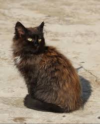 The medium to long fur can range from 2 to 6 inches in length. Cat Domestic Cat Kitten Kitty Fluffy Pets Long Fur Long Haired Cute Adorable Feline Pikist