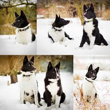 Image result for karelský medvědí pes