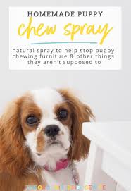 Homemade Spray To Stop Puppy Chewing Furniture The Organised Housewife Puppy Chewing Dog Spray Puppy Training