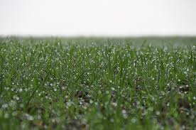 The Benefits Of Fall Seeding Green Care Turf Management