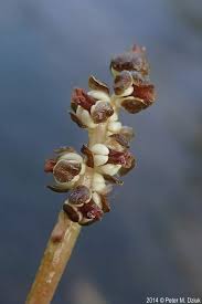 Image result for Potamogeton crispus