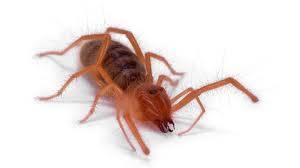 What is the largest spider that ever existed? Bbc Earth Inside The Jaws Of Camel Spiders