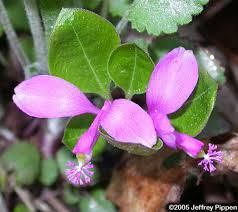 Image result for Polygala filicaulis