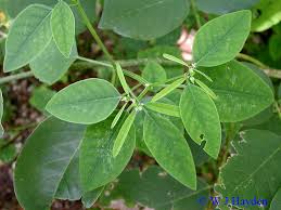 Image result for Euphorbia graminea