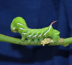 At the end of the month, the tomato worms burrow beneath the soil and become larvae. Agile Hummingbird Moth Has A Gluttonous Start