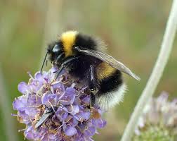 Image result for Bombus cryptarum
