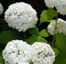 Selecting Hydrangeas For The Home Landscape Ohioline
