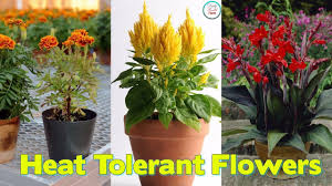 Grow a florida flame azalea in part sun or shade with regular watering. 22 Best Flowers For Full Sun Heat Tolerant Flowers For Containers Heat Tolerant Flowers Full Sun Flowers Amazing Flowers