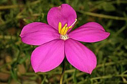 Image result for Chironia