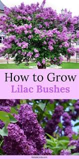 Rem Gardening At Night Eponymous Synonyms Ikea Hacks Mudroom Bench Lilac Bushes Plants Spring Garden