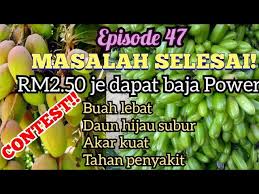 200ml alfa life + 18 liter air disembur pada pokok. Tutorial Modal Rm2 50 Buah Jadi Lebat Baja Faa Fish Amino Acid Baja Ikan Youtube