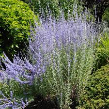Image result for perovskia atriplicifolia 'little spire'