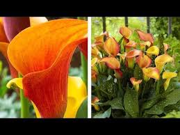This may be due to cultivation problems, lighting, or the age of the blooms. Calla Lily Care Can Be Easy With The Proper Know How Listen To Spoken Garden S Diy Garden Minute To Learn Calla Lily Landsc In 2021 Mini Plants Calla Lily Lily Plants