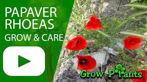 Papaver Rhoeas Grow Care Eat Corn Poppy Plant Information Climate Hardiness Zone Uses Growth Speed Wate Easy Plants To Grow Papaver Growing Plants