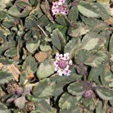 Image result for Lobelia welwitschii