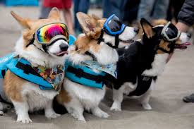 Intuitive fred888: 5th Corgi Con draws 1,000 dogs to Ocean Beach — and many  admirers as well