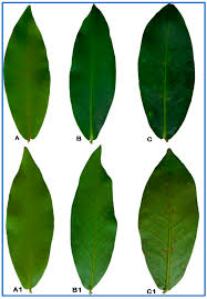 Image result for Sesamum parviflorum