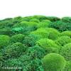 Diagram of liverworts and mosses. Https Encrypted Tbn0 Gstatic Com Images Q Tbn And9gcrg 8dtb2uk1u4p5wsyxjtd1vo6 Ysnmpr A1xxxoqpyww1rs21 Usqp Cau