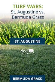 Turf Wars St Augustine Vs Bermuda Grass Sod Solutions In 2021 Bermuda Grass Bermuda Sod Types Of Grass