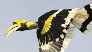 Walaupun kita sering melihat gambar burung ini, namun sebagian masih ada yang belum tahu namanya. Burung Enggang Dianggap Penting Oleh Suku Dayak Ini Alasannya