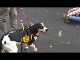 Pet adoption nj events where can i adopt a puppy for free. Pin On Pet Adoption And Animal Rescue