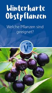 Vorfreude Auf Den Sommer Beeren Im Herbst Pflanzen Plant Happy Pflanzen Beerenstraucher Winterhart