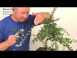 Here are some bonsai caring tips you can follow How Do I Prune My Chinese Elm Indoor Bonsai Youtube