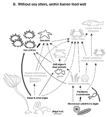 Coral Reef Food Web Diagram For Kids Coral Reef Biome Ocean Activities Fun Science