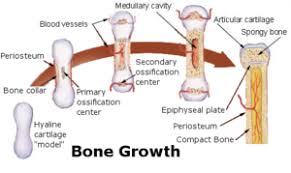 Flat bone structure the structure of flat bones is a little different than that of other bones, such as long bones. Bone Wikipedia