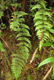 Image result for Meta Thelypteris