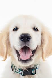 Happy Panting Golden Labrador Retriever Puppy Dog With Mouth Open Closeup Picture La Labrador Retriever Labrador Retriever Puppies Golden Retriever Labrador