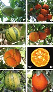 Image result for Citrus × aurantium