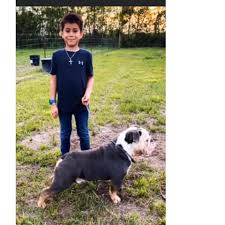 Only letting the puppy go to an individual, couple or family who will take care of him and keep him healthy. Exotic English Bulldog Sales In Texas Home Facebook