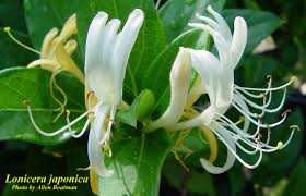 Image result for Lonicera confusa