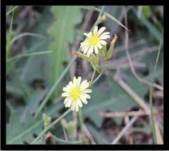 Image result for Launaea rogersii