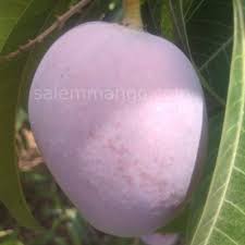 Buy Miyazaki Mango online at best price from Salemmango