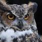 Owl Prowl at Twilight in Lorraine! event image
