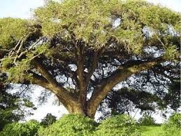 Image result for Acacia abyssinica