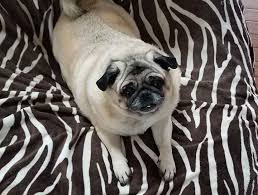 It is registered in one of several central registries just as a car is registered and it is the central registry that has your personal information (name, address, phone number, alternate contact, pet description etc.). Dog Microchipping Pet Chip