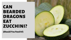 Cultural care a zucchini plant requires fertilizer to produce plenty of fruits. Can Bearded Dragons Eat Zucchini Should You Feed It