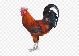 Gunakan ayam png gratis ini untuk desain web, desain dtp, selebaran, proposal, proyek sekolah, poster, dan lainnya. Download High Resolution Png Ayam Bobot 2 Kg Clipart 3398890 Pikpng