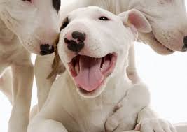 Check spelling or type a new query. 18 Reasons You Should Never Adopt A Bull Terrier